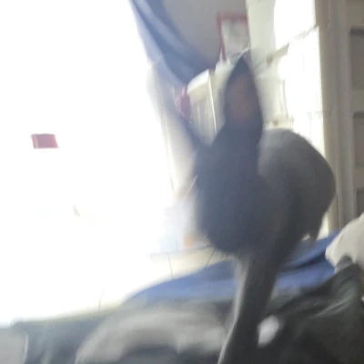- ̗̀ 🐇  ̖́-