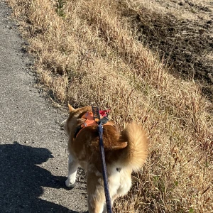 こんにちは〜！ましろです‎🤍の写真1枚目