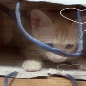 ゆあです⋆˚ʚɞの写真1枚目