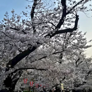 満開の桜🌸の写真1枚目