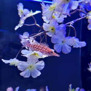 品川アクアパーク🪼🐬の写真2枚目