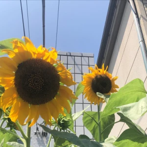 こんばんは🌻の写真1枚目