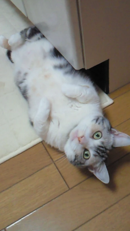 トリプルエックス