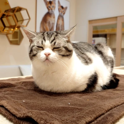 人生初の猫カフェ😺