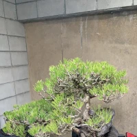 上野ハッピーギャングですの写真1枚目