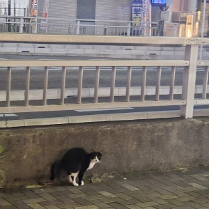 今日はお休みでつ 😢😢の写真1枚目