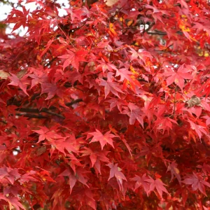 こんばんは🎶の写真1枚目