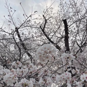 季節の楽しみかた 🌸の写真1枚目