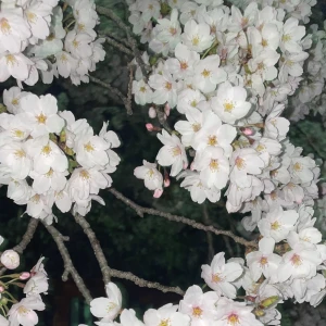 おはようございます☀️の写真1枚目