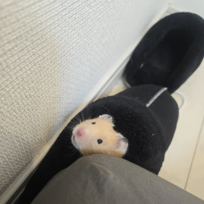 はむはむ🐹