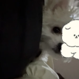 こんばんは、ぽちです🐾の写真1枚目