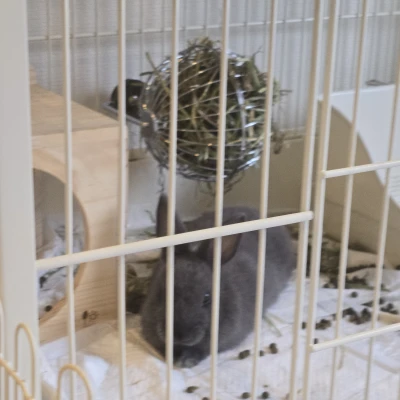 うさにちわ