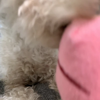 こんばんは、ぽちです🐾