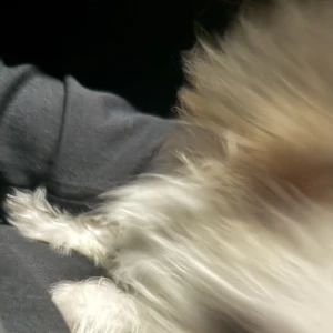 こんばんは、ぽちです🐾の写真1枚目