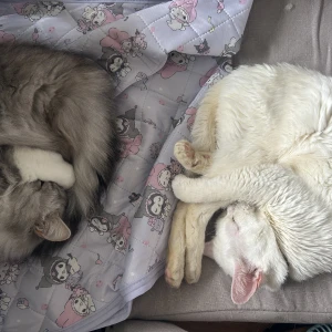 やっほーの写真1枚目