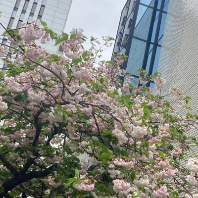 おはようございます