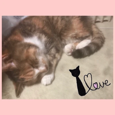 にゃんこ🐱