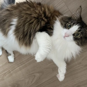 もえです🐰の写真1枚目