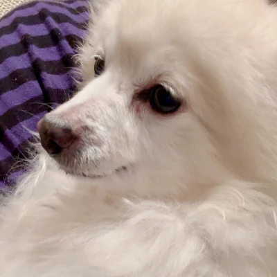 愛犬犬吸いして今日も始まりましたw