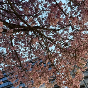 こんにちは、ゆりあですの写真1枚目