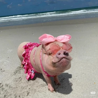 こんばんぶ🐷