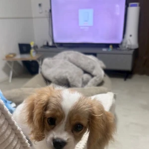 お友達の犬さんに会いに行った🐶💕の写真1枚目