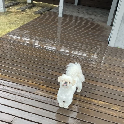 おはようわん！みゆです∩ -ω- )ᶻ 𝗓 𐰁