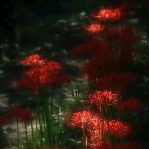 彼岸花の写真1枚目