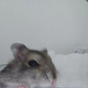 はむゅ！🐹の写真1枚目