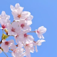 上野ハッピーギャングですの写真1枚目