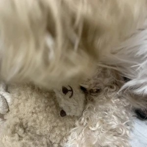 こんばんは、ぽちです🐾の写真1枚目