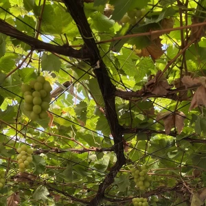 こんばんは🌳の写真1枚目