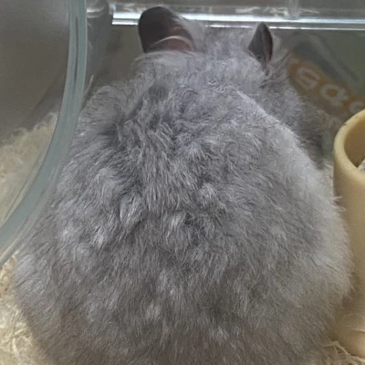 こんばんは うるはです‪🐹