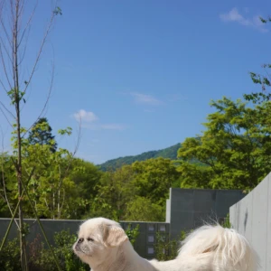 こんばんわん！みゆですᶻ 𝗓 𐰁(ᴗ_ ᴗ。)の写真1枚目