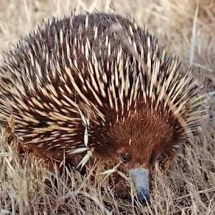 きみはなんなんだ