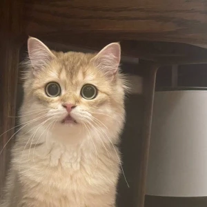 だーれだ！◜^-^の写真1枚目