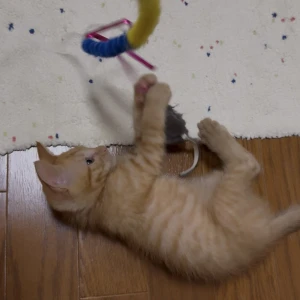 ゆあです🎀˖𓍢ִ໋🧁༘⋆の写真1枚目