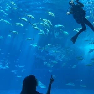 🐟🐟🐟の写真1枚目
