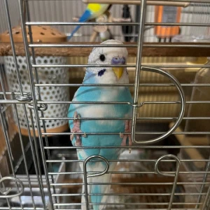 7/14①の写真1枚目