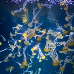 こんばんは🐻の写真1枚目