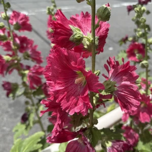 こんにちは、ゆりあですの写真1枚目