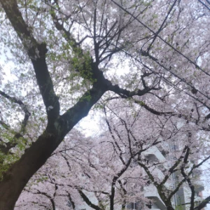 やほー！🌸19:00〜みれいちゃんいまーす！💞の写真1枚目