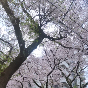 やほー！🌸19:00〜みれいちゃんいまーす！💞