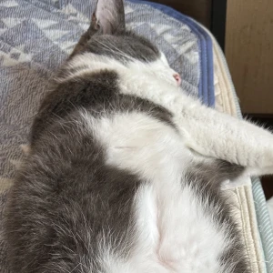 しゅっきん！の写真1枚目