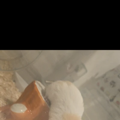 外に出たくて頑張ってるハムちゃんを投下💣