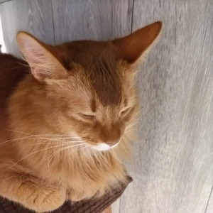 🐈️🐈️の写真1枚目