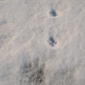 今回の雪、粉すぎて雪だるま作るの難しかった☃️❄の写真2枚目
