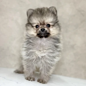 9/7 ポメラニアンいた!!🐶🐾の写真1枚目