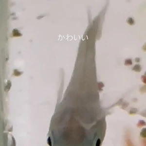 🐟 の写真2枚目