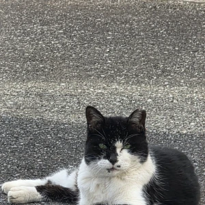 🐱の写真1枚目